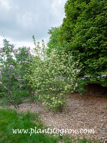Forest Rouge Blackhaw Viburnum (Viburnum prunifolium) 
(may 20)